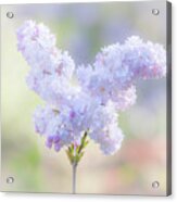 Pastel Lilac Acrylic Print