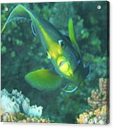 Angelfish - Colorful Resident Of Coral Reefs - Acrylic Print