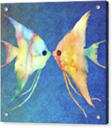 Angelfish Kissing On Blue Acrylic Print