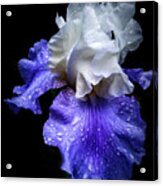 Angelic Iris Acrylic Print