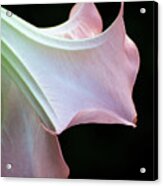 Angel's Trumpet Acrylic Print