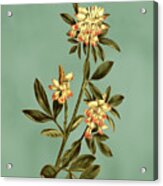 Angular Stalked Indigo Flowers On Misty Green Acrylic Print