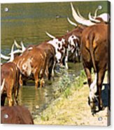 Ankole-watusi Cattle Acrylic Print