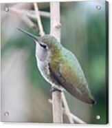 Anna's Hummingbird On Branch Acrylic Print