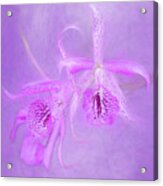 Another Purple Orchid Acrylic Print