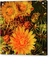 Arizona Yellow Cactus Flower Acrylic Print