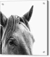 Arlo Ii - Horse Art Acrylic Print