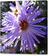 Aromatic Aster Acrylic Print