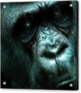 Art - Angry Gorilla Acrylic Print