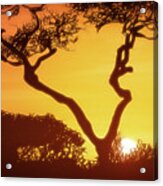 Art - Incredible Africa Acrylic Print