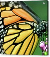 Art - Wonderful Butterfly Acrylic Print