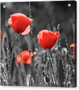 Artistic Image Of Red Poppies In Field. Acrylic Print