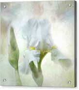 Artistic White Iris Acrylic Print