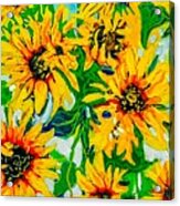 Ashkenazi Sunflowers Acrylic Print