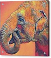 Asian Elephant Face 2 Digital Artwork Acrylic Print
