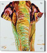 Asian Elephant Acrylic Print