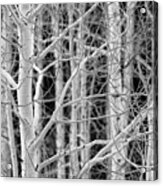 Aspen Forest Close-up Acrylic Print