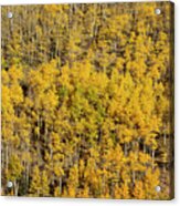 Aspen Texture Acrylic Print