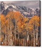 Aspen Trees With Autumn Colours, Grand Teton National Park, Wyoming Usa Acrylic Print