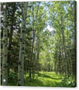 Aspen Woods In The Morning Acrylic Print
