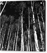 Aspens Bw Acrylic Print