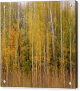 Aspenscape - Intentional Camera Motion Blur On Aspen Grove In Autumn Scene Acrylic Print