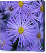 Aster Frikartii Monch Flower In Autumn Acrylic Print
