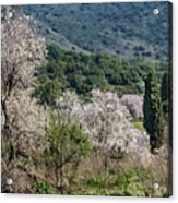 At The Almond Forest 39 Acrylic Print