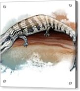 Australian Blue Tongue Lizard Acrylic Print