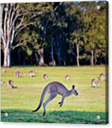 Australian Bush Kangaroo Acrylic Print