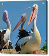 Australian Pelican Colony, Penguin Island, Australia Iii Acrylic Print