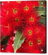 Australian Red Eucalyptus Flowers Acrylic Print