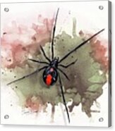 Australian Redback Spider Acrylic Print