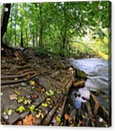 Autumn Along The Bronx River Acrylic Print