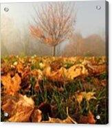 Autumn Fog Acrylic Print