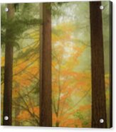 Autumn In The Misty Woods Acrylic Print