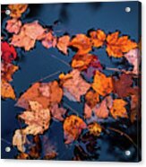 Autumn Leaves In The Blue Water Acrylic Print
