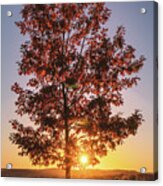 Autumn Maple Tree Sunset Acrylic Print