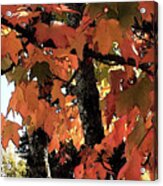 Autumn Maples Leaves Acrylic Print