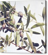 Autumn Olives Acrylic Print