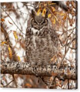 Autumn Owl Acrylic Print