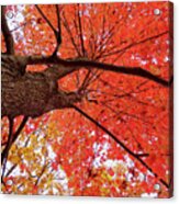Autumn Tree Looking Up Acrylic Print