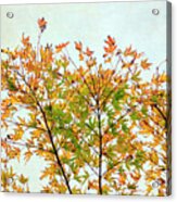 Autumn Tree Top Acrylic Print