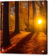 Autumn Woods Sunset Acrylic Print