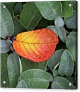 Autumnal Leaf In A Sage Bush Acrylic Print