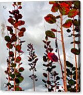 Autumnal No. 1 - Smoke Tree With Frontal Passage Sky Acrylic Print