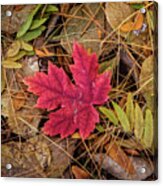 Autumn's Red Star Acrylic Print