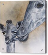 Baby Giraffe And Mama Acrylic Print