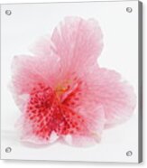 Azalea Flower Acrylic Print