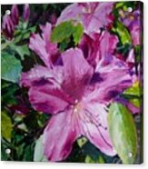 Azaleas Acrylic Print